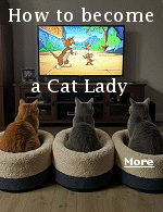 ''Cat lady'' is a term where there is no male equivalent. The crazy cat lady has become sort of cultural meme that signifies rock bottom. One can lose their mind and live alone in a dilapidated shack, but you haven't truly scraped the bottom of the barrel until you've decided to throw a few cats into the mix.